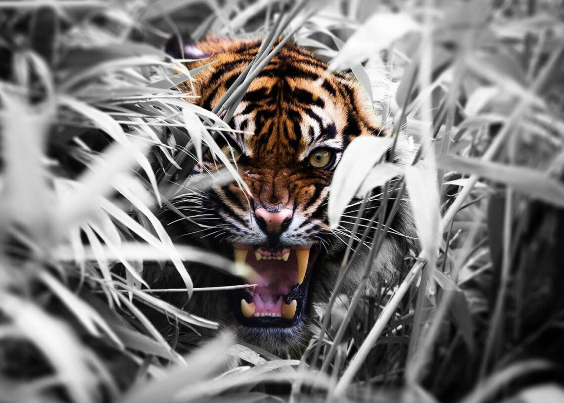 बाघले फेरि मान्छे खायो