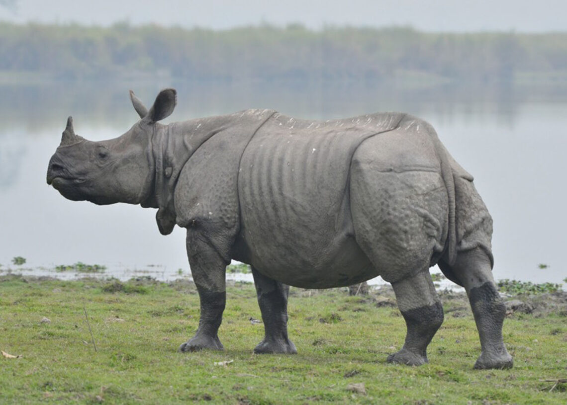 गैँडा स्थानान्तरण गर्न अध्ययन