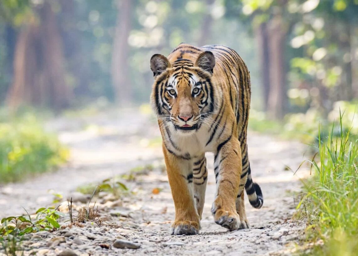 मान्छे खाने बाघ नियन्त्रणमा