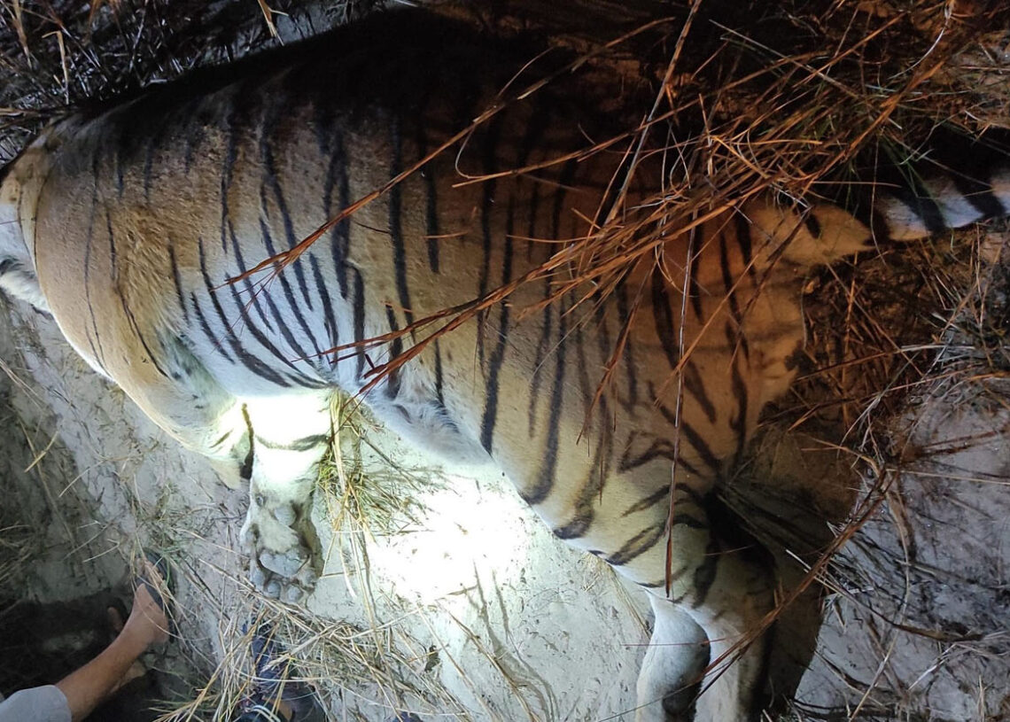 बर्दियामा पाटे बाघ मृत फेला