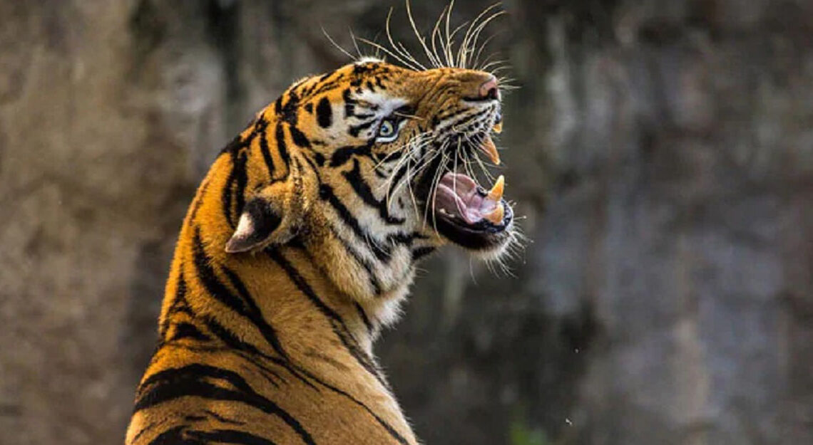 बाघको आक्रमणबाट चितवनमा एक जनाको मृत्यु