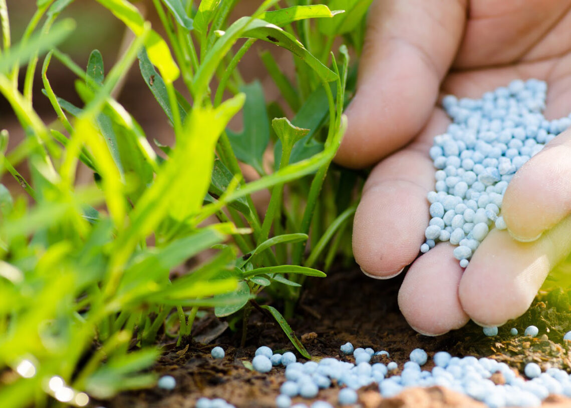 झापामा रासायनिक मलको अभाव, किसान समस्यामा