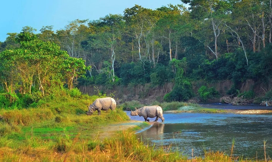 चितवनमा एक वर्षमा जङ्गली जनावरको आक्रमणमा २२ जनाको मृत्यु