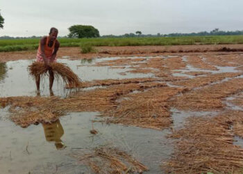 बाँकेका बाढीपीडित किसानले पाएनन् सरकारी क्षतीपूर्ति