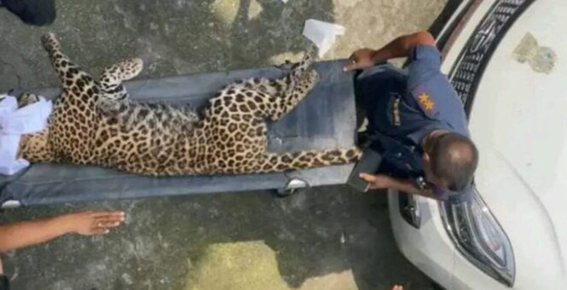 इटहरीमा घरभित्र पसेको चितुवा नियन्त्रणमा लिइयो