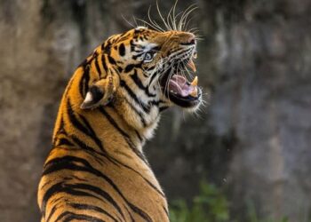 निगुरो टिप्न गएकी महिलाको बाघको आक्रमणबाट मृत्यु