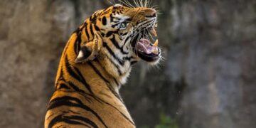 निगुरो टिप्न गएकी महिलाको बाघको आक्रमणबाट मृत्यु