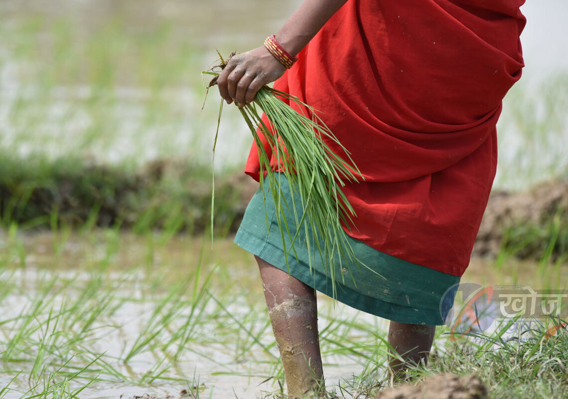 आज धान दिवसः बाँकेमा अहिलेसम्म तीन प्रतिशत रोपाइँ