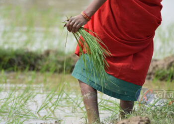 आज धान दिवसः बाँकेमा अहिलेसम्म तीन प्रतिशत रोपाइँ