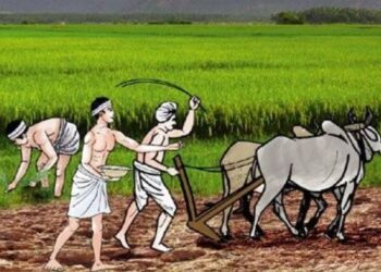 किसानको दुखेसो : समयमा कहिल्यै बाली लगाउन पाइएन