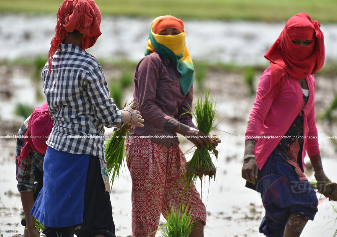 बर्खा नलाग्दै लमजुङमा धान रोपाइँ सुरु