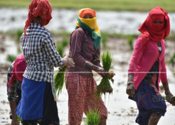बर्खा नलाग्दै लमजुङमा धान रोपाइँ सुरु