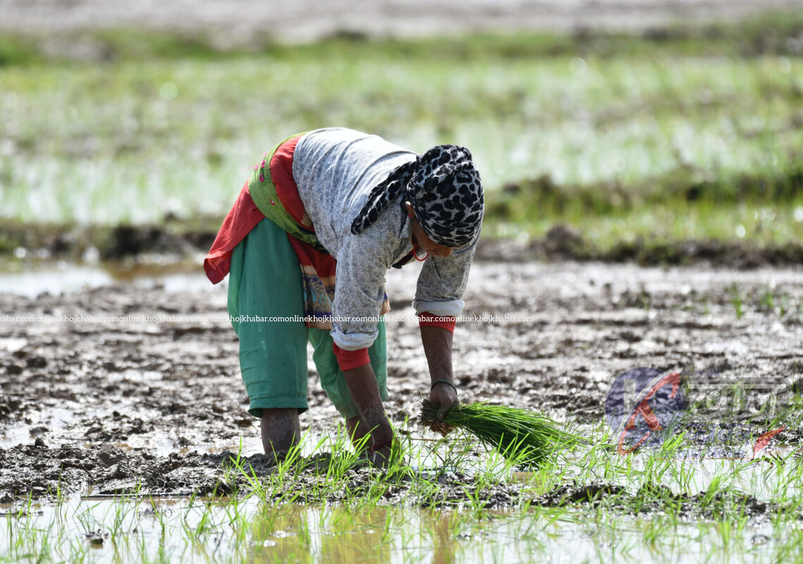 बाँकेमा रासायनिक मलको अभाव चर्कियो