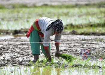 बाँकेमा रासायनिक मलको अभाव चर्कियो