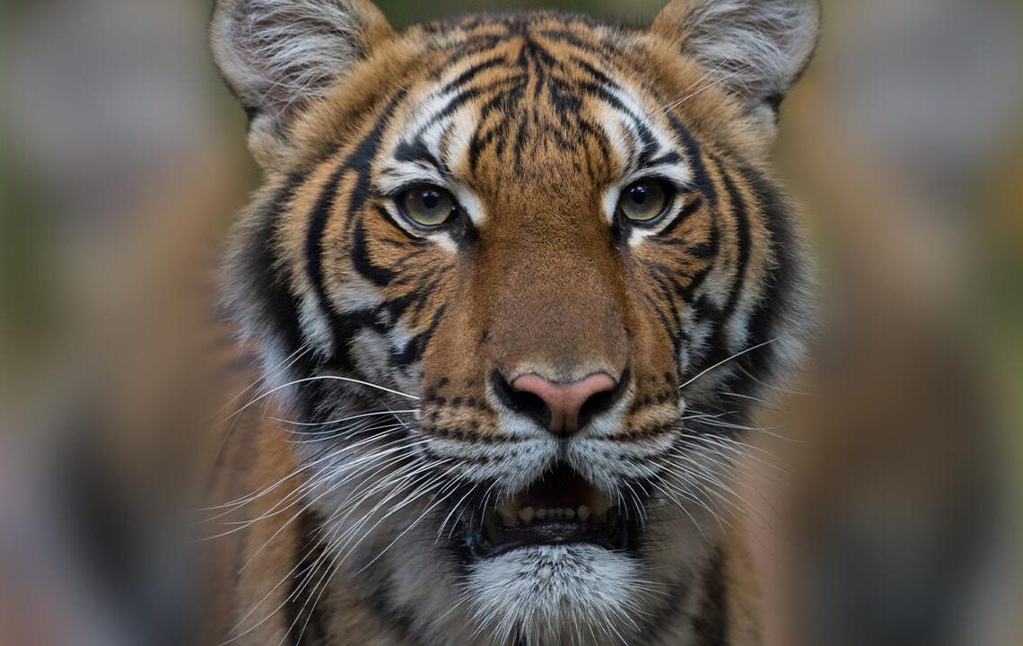 चितवन राष्ट्रिय निकुञ्ज : बाघको बासस्थानसँगै बढ्न थाले हिंस्रक घटना