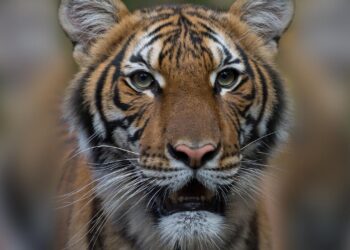 चितवन राष्ट्रिय निकुञ्ज : बाघको बासस्थानसँगै बढ्न थाले हिंस्रक घटना