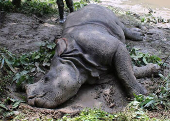 चितवन राष्ट्रिय निकुञ्जमा एक वर्षमा ३६ गैँडा मरे