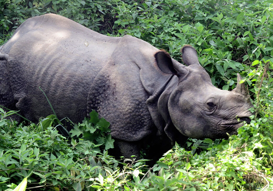 दुर्लभ एकसिङे गैंडाको मृत्युदर बढ्दै