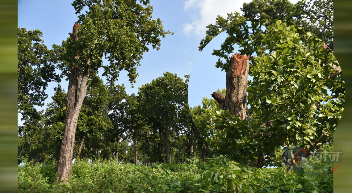 बाँकेमा अवैधरुपमा सालका गोलियाको तस्करी