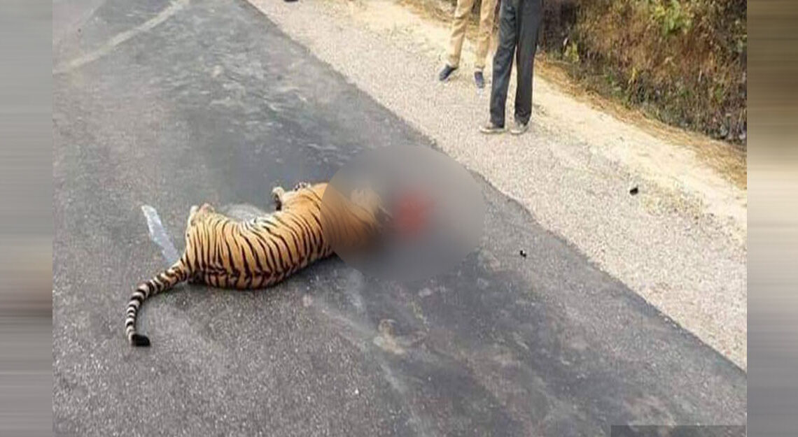 वन्यजन्तुका लागि असुरक्षित बन्दै बाँके निकुञ्ज, एक वर्षमा ५१ वन्यजन्तुको मृत्यु