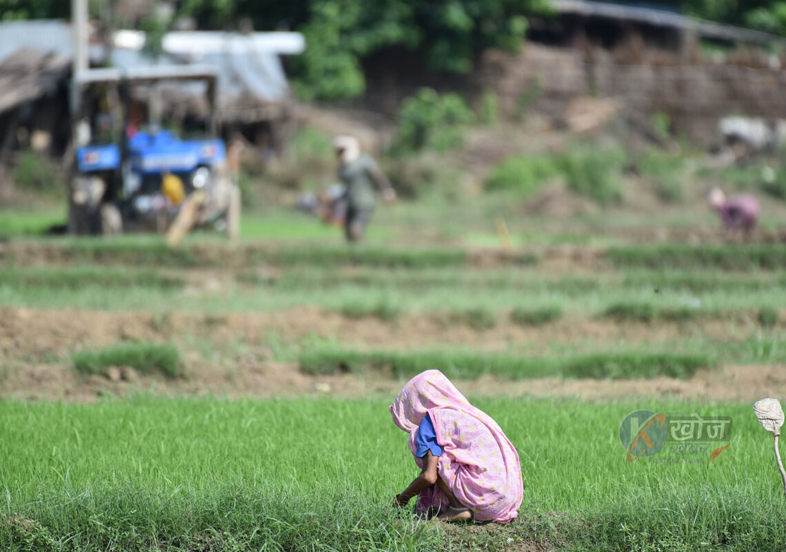 पानी नपर्दा नरैनापुरका किसान चिन्तित १० प्रतिशत मात्र धान रोपाइँ