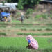 पानी नपर्दा नरैनापुरका किसान चिन्तित १० प्रतिशत मात्र धान रोपाइँ