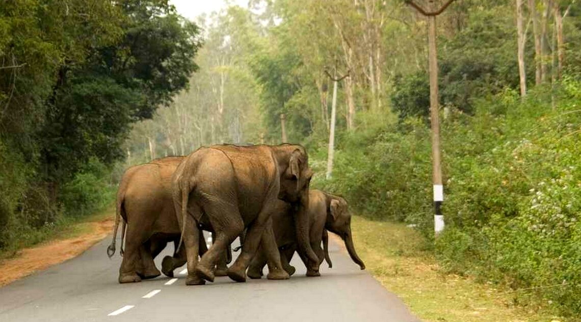 हात्ती छेक्न सीमावर्ती विद्युतीय तारबार मर्मत गरिने