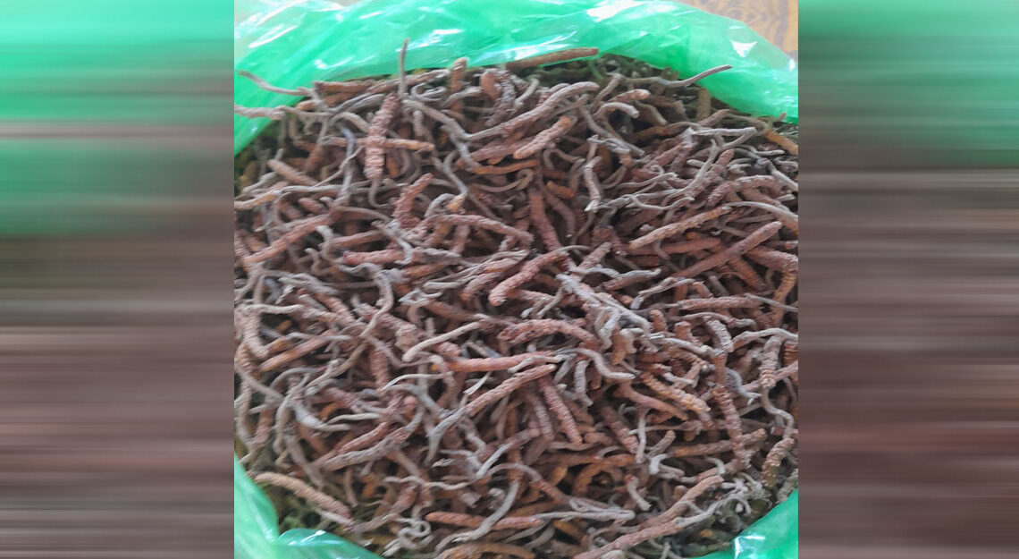 बाँकेमा दश लाख बराबरको यार्सागुम्बा बरामद