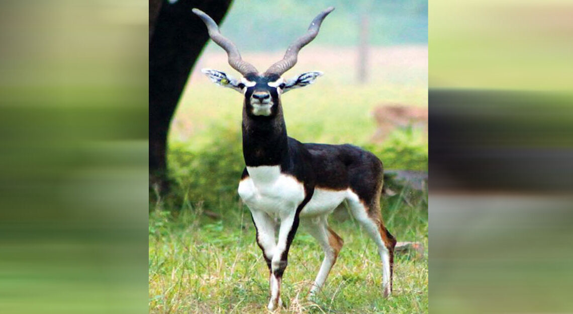कृष्णसारको बासस्थान बन्दै शुक्लाफाँटा राष्ट्रिय निकुञ्ज