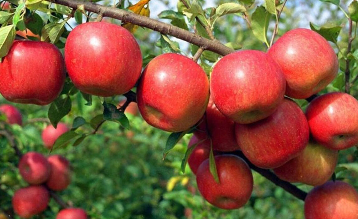 जुम्लामा करिब पचास करोडको स्याउ उत्पादन