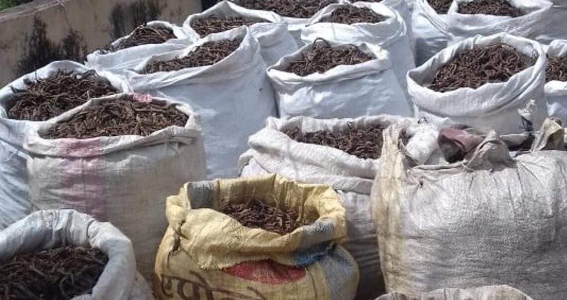 भारत निर्यात हुन नसकेपछि नेपालगञ्जमै थन्कियो जडीबुटी