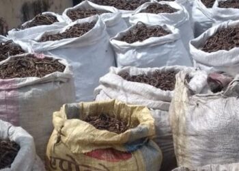 भारत निर्यात हुन नसकेपछि नेपालगञ्जमै थन्कियो जडीबुटी