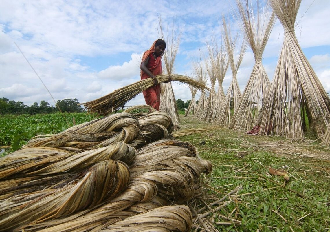 जुटखेतीमा किसानको आकर्षण घट्दै