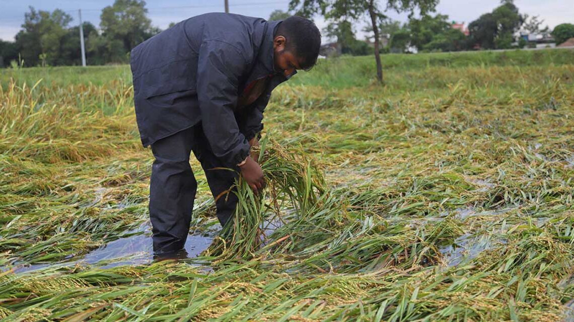 बाँकेमा बाढीले धानवाली चौपट्ट