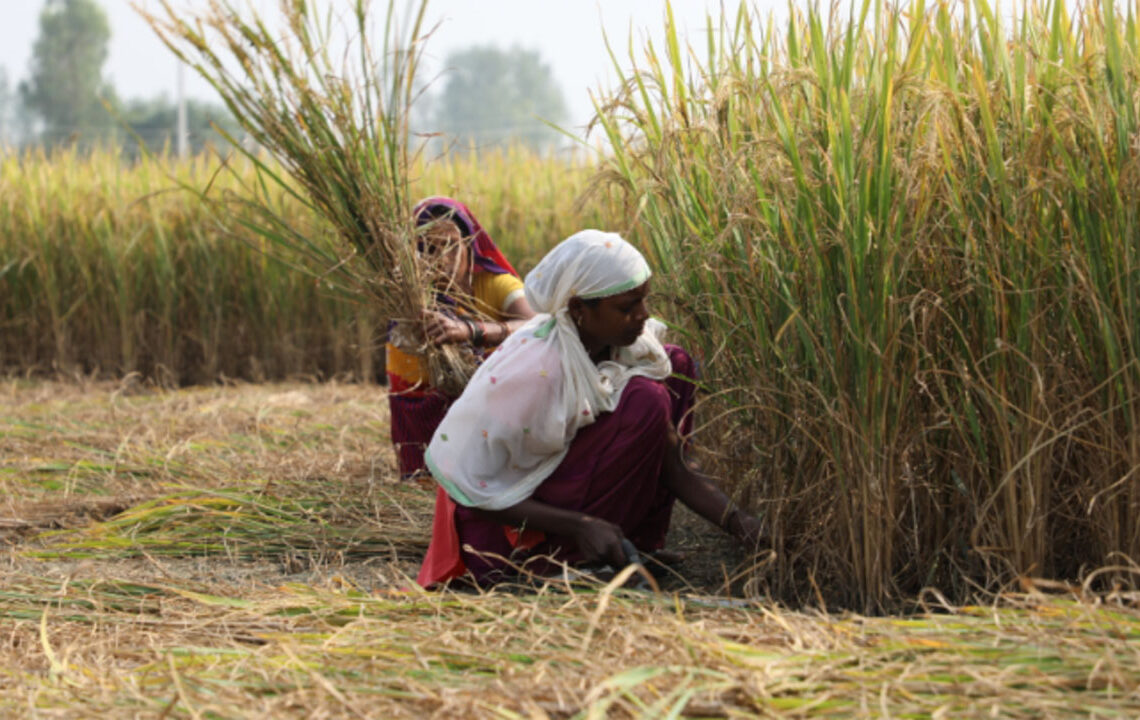 ‘धानको भण्डारणमा ध्यान दिए २० देखि २५ प्रतिशतसम्म क्षति कम गर्न सकिन्छ’
