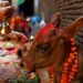 यमपञ्चकको चौथो दिन आज गाई पूजा