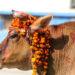 आज गोवर्द्धन पूजा, गोरु, बलि र हली पूजा गरिँदै