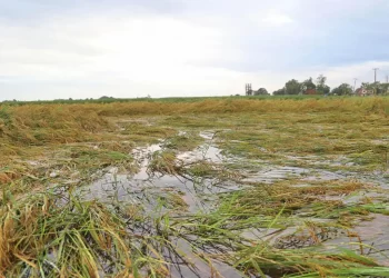 तराई र मध्य पहाडमा धानबालीमा क्षति : तत्काल पानीको उचित निकास व्यवस्था गर्न सुझाव
