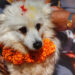 आज नरक चतुर्दशी, कुकुर तिहार