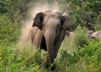 भारतबाट आएका जङ्गली हात्तीको आतंक