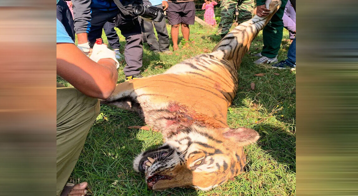 बर्दियामा पाटे बाघ मृत फेला
