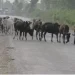 छाडा चौपायाबाट किसानलाई बाली जोगाउनै मुस्किल