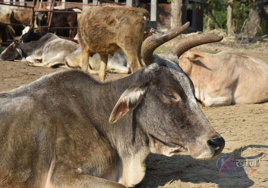करोडौँ खर्च हुँदा पनि छाडा पशुको दिगो व्यवस्थापन भएन