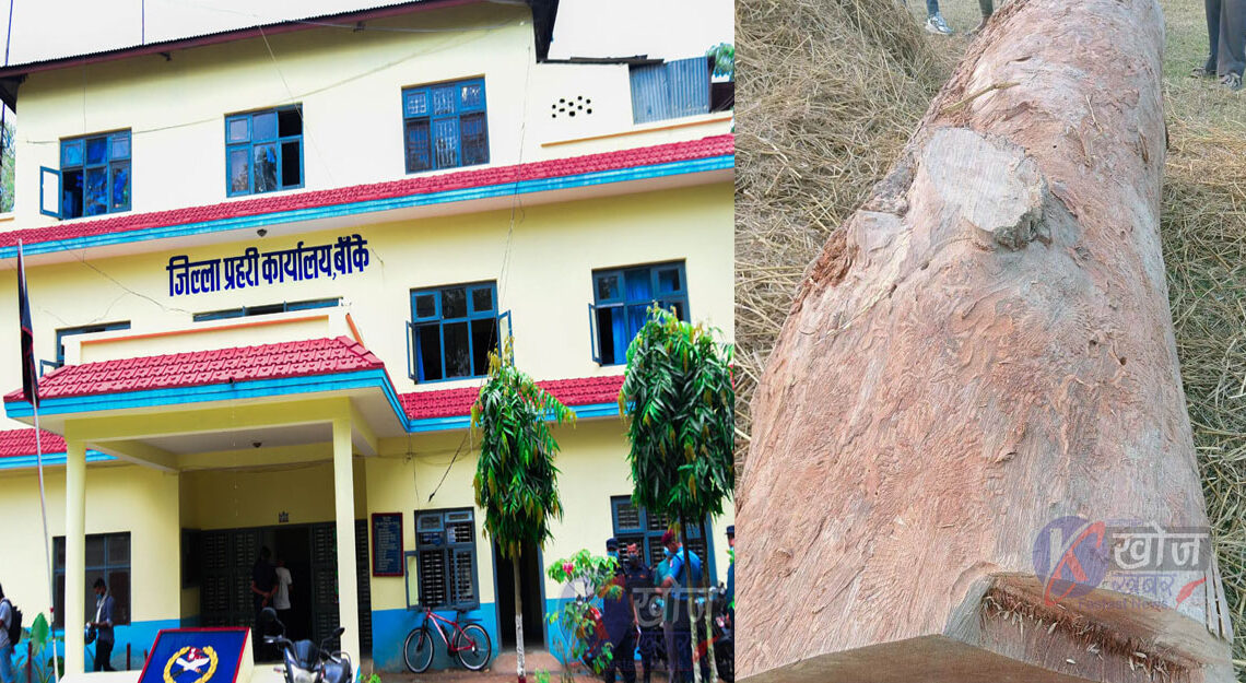 बाँके प्रहरीद्वारा २४ क्युफिट काठ बरामद