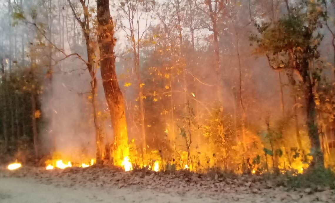 डढेलो नियन्त्रणका लागि सप्ताहव्यापी कार्यक्रम