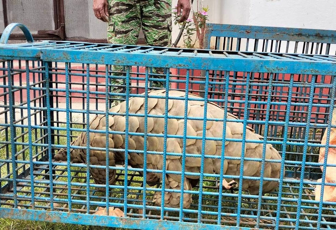 संरक्षित वन्यजन्तु सालकसहित नेपालगन्जमा ६ जना पक्राउ