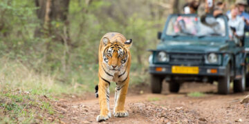 बाँके राष्ट्रिय निकुञ्जमा बाघले बढायो पर्यटक