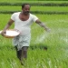 भारतीय मलकै भरमा खेती