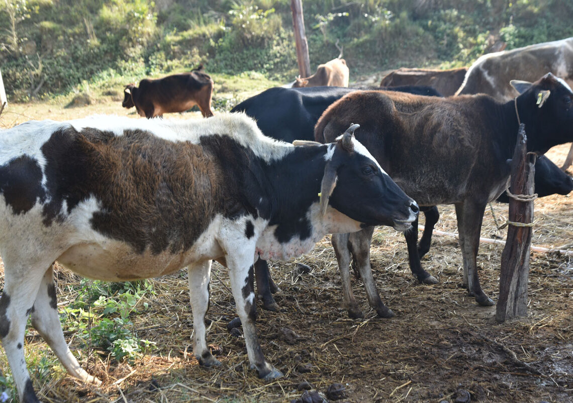 चौपायालाई गौशाला छ, आहारा छैन