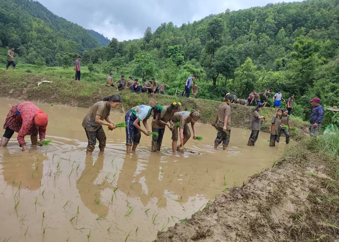 धादिङका दुई तिहाई खेतमा अझै भएन रोपाइँ